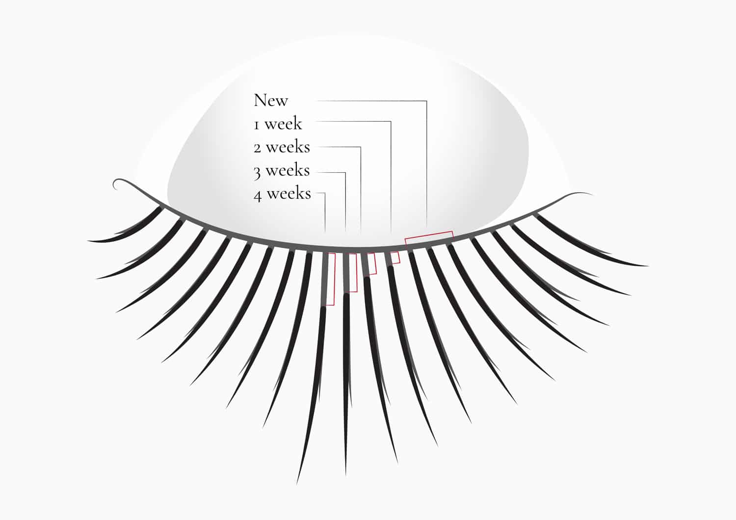 Diagram showing eyelash extension growth from new to 4 weeks, illustrating how long eyelash extensions last.